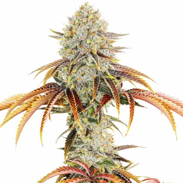 Mango Kush cannabis seeds packaging — Royal King Seeds Australia