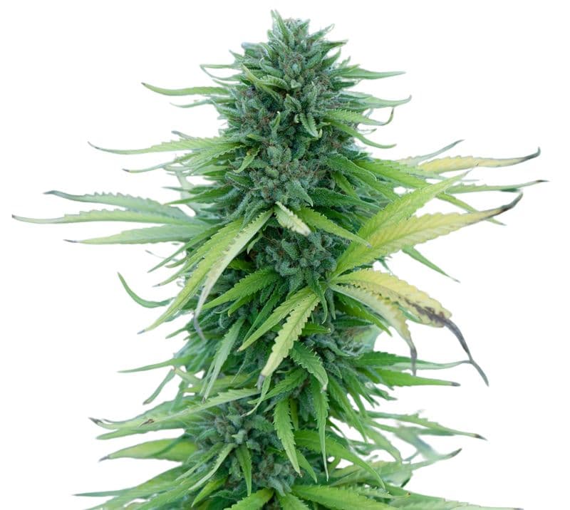 Manitoba Poison cannabis seeds packaging — Royal King Seeds Australia