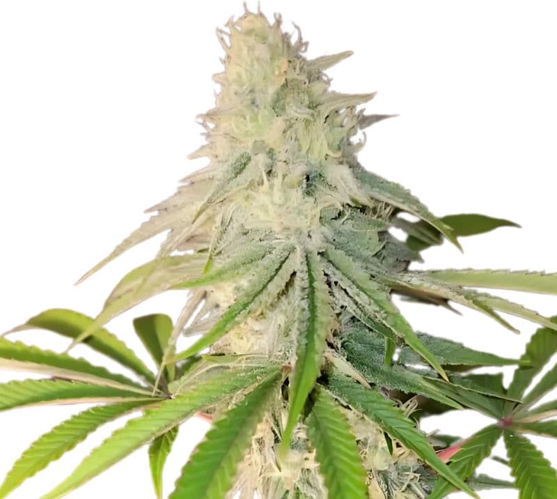 Maple Leaf cannabis seeds packaging — Royal King Seeds Australia
