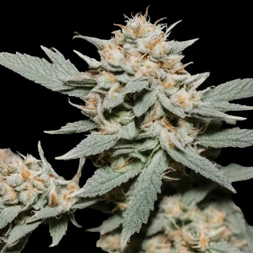 Marcosus Marshmellow cannabis seeds packaging — Royal King Seeds Australia