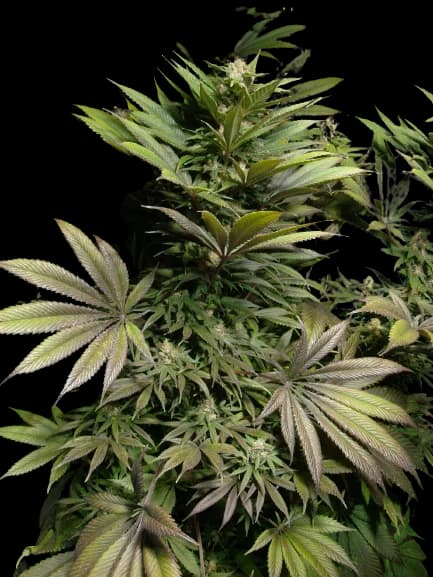 Marionberry Kush cannabis seeds packaging — Royal King Seeds Australia