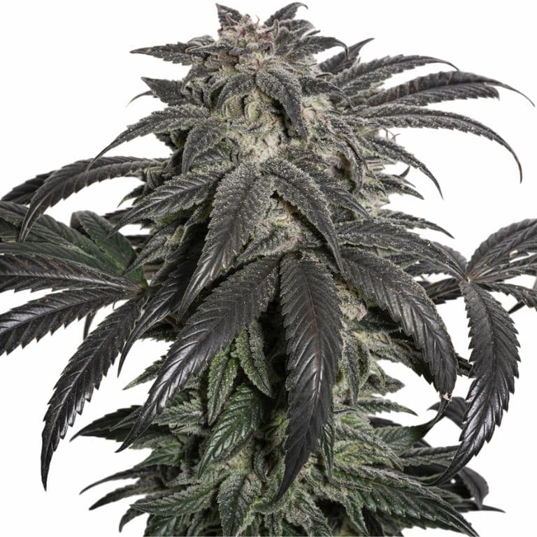 Master Bubba cannabis seeds packaging — Royal King Seeds Australia