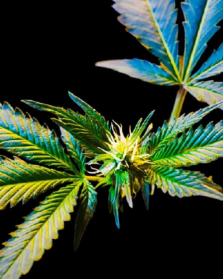 Master Jedi cannabis seeds packaging — Royal King Seeds Australia