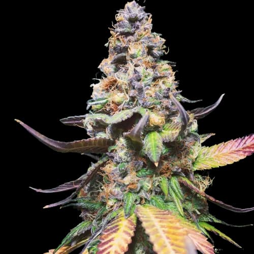 Master Yoda cannabis seeds packaging — Royal King Seeds Australia