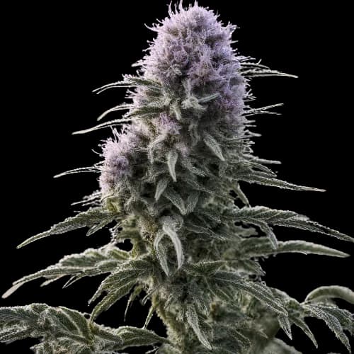 Matanuska Tundra cannabis seeds packaging — Royal King Seeds Australia