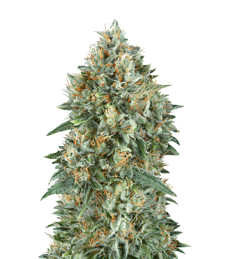 Mataro Blue CBD cannabis seeds packaging — Royal King Seeds Australia