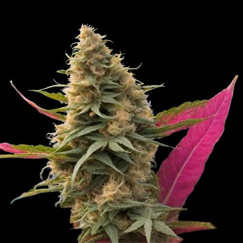 Maui Haole cannabis seeds packaging — Royal King Seeds Australia