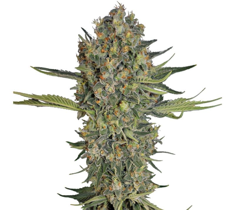 Mazar I Sharif cannabis seeds packaging — Royal King Seeds Australia