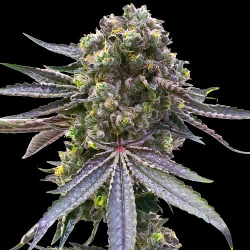 Mazar x Blueberry cannabis seeds packaging — Royal King Seeds Australia