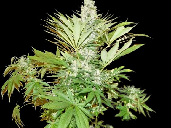 Mean Misty cannabis seeds packaging — Royal King Seeds Australia