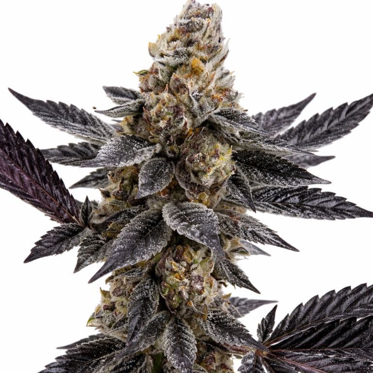 Meat Breath cannabis seeds packaging — Royal King Seeds Australia