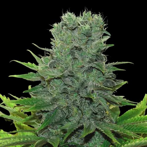 Medibud cannabis seeds packaging — Royal King Seeds Australia