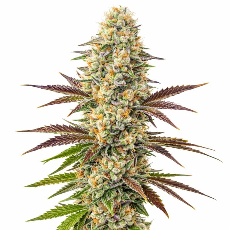 Melonade cannabis seeds packaging — Royal King Seeds Australia