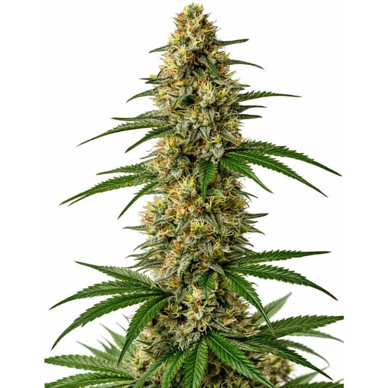 Mexican Haze cannabis seeds packaging — Royal King Seeds Australia