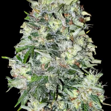 Mickey Kush cannabis seeds packaging — Royal King Seeds Australia