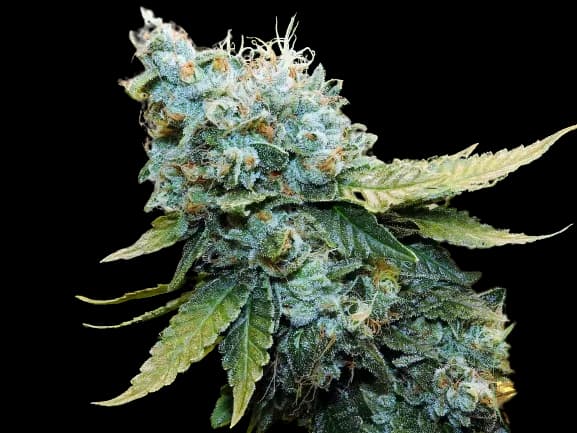 Millennium cannabis seeds packaging — Royal King Seeds Australia