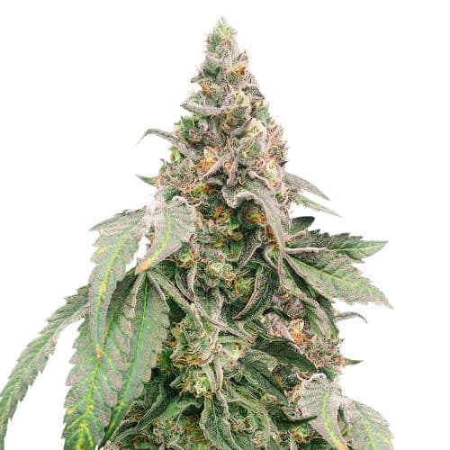 Mimosa cannabis seeds packaging — Royal King Seeds Australia