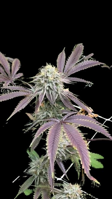 Mint Chocolate Chip cannabis seeds packaging — Royal King Seeds Australia