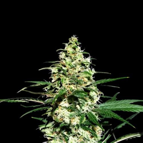 Mint Chocolate cannabis seeds packaging — Royal King Seeds Australia