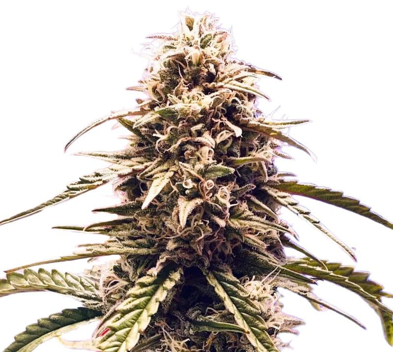 Misty Kush cannabis seeds packaging — Royal King Seeds Australia