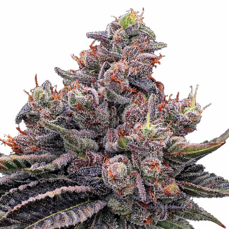 Mob Boss cannabis seeds packaging — Royal King Seeds Australia