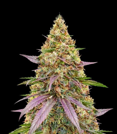 Money Maker cannabis seeds packaging — Royal King Seeds Australia