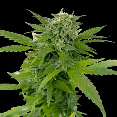 Moonshine Haze cannabis seeds packaging — Royal King Seeds Australia