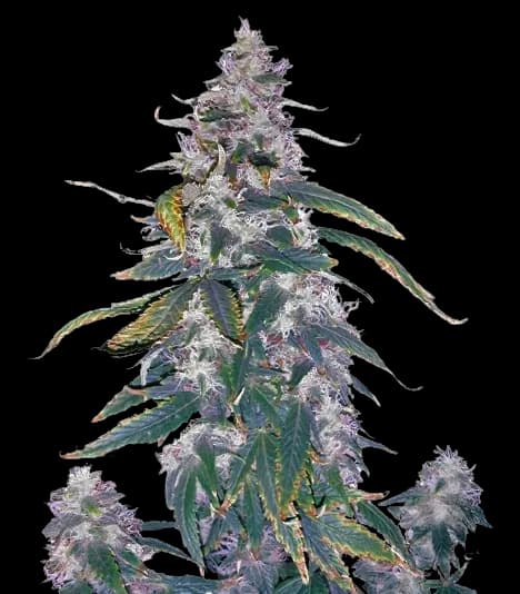 Morning Glory cannabis seeds packaging — Royal King Seeds Australia