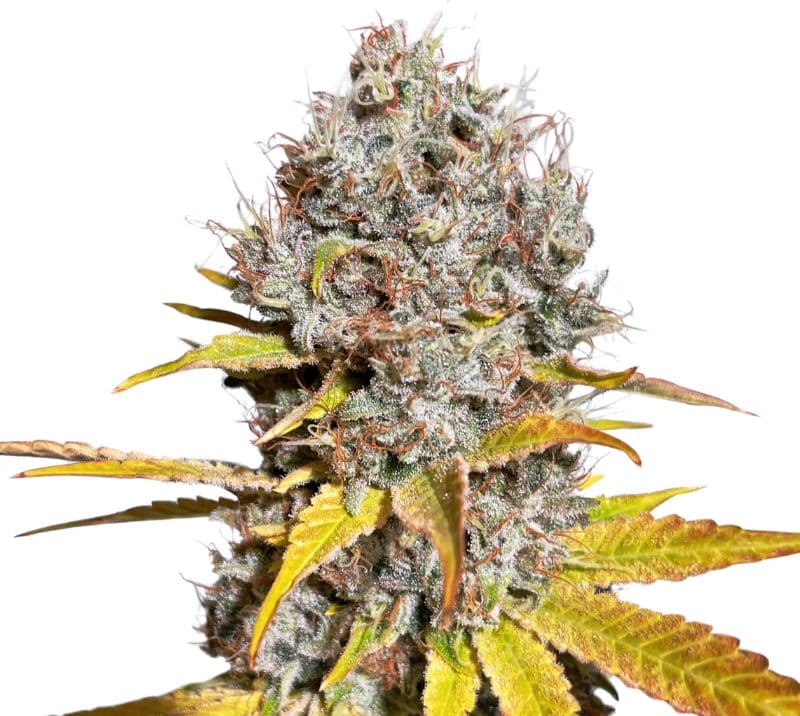 Mother of Berries cannabis seeds packaging — Royal King Seeds Australia
