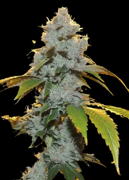 Motorbreath #15 cannabis seeds packaging — Royal King Seeds Australia