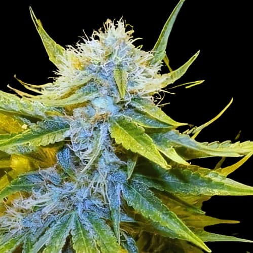 Mr. Nice cannabis seeds packaging — Royal King Seeds Australia