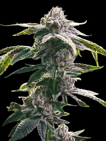 Ms. Universe cannabis seeds packaging — Royal King Seeds Australia