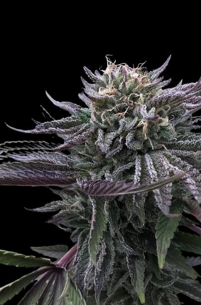 Mt. Rainier cannabis seeds packaging — Royal King Seeds Australia