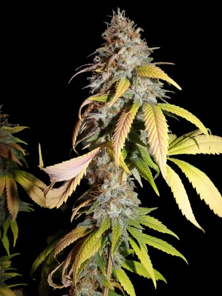 Nebula cannabis seeds packaging — Royal King Seeds Australia