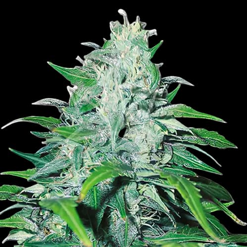 Neptune Kush cannabis seeds packaging — Royal King Seeds Australia