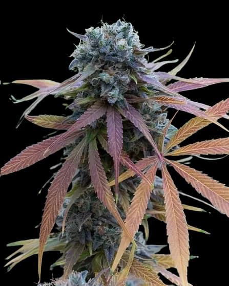 New Glue cannabis seeds packaging — Royal King Seeds Australia