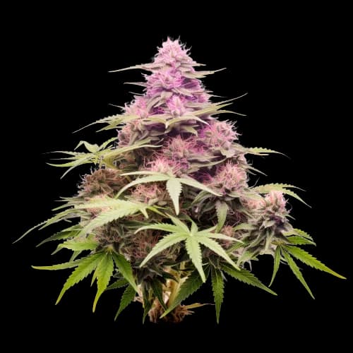 Nicole Kush cannabis seeds packaging — Royal King Seeds Australia