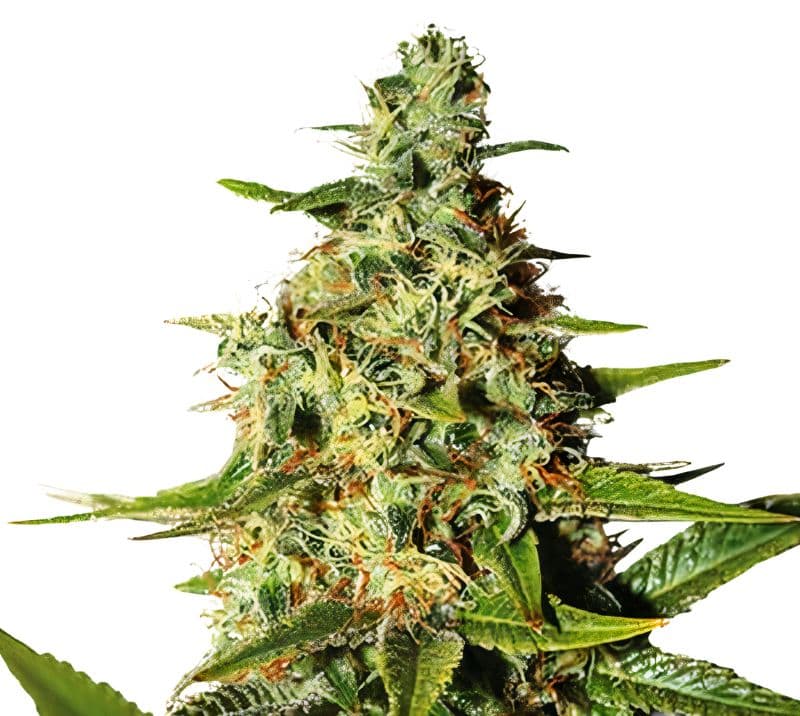 Night Nurse cannabis seeds packaging — Royal King Seeds Australia