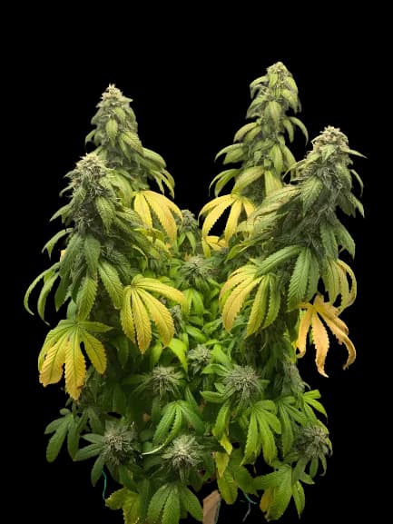 Night Terror OG cannabis seeds packaging — Royal King Seeds Australia
