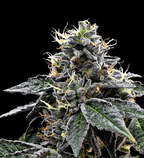 Night Train cannabis seeds packaging — Royal King Seeds Australia