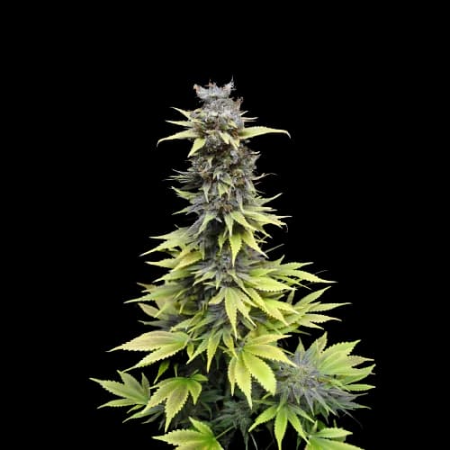 Nordle CBD cannabis seeds packaging — Royal King Seeds Australia