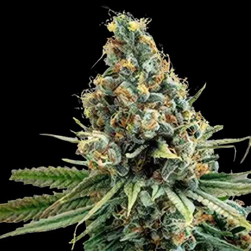 North American cannabis seeds packaging — Royal King Seeds Australia