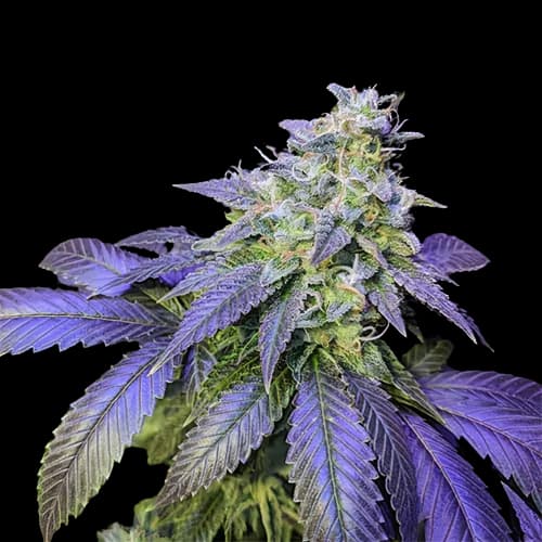 Northern Berry cannabis seeds packaging — Royal King Seeds Australia