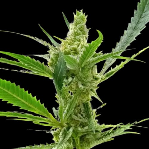 Northern Cream cannabis seeds packaging — Royal King Seeds Australia