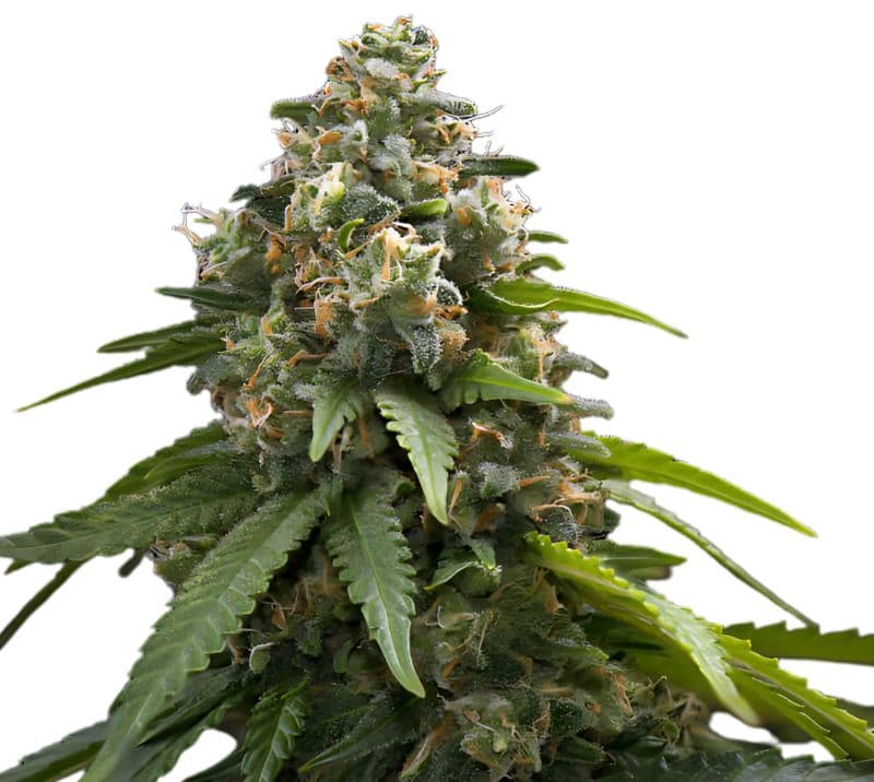 Northern Sunrise cannabis seeds packaging — Royal King Seeds Australia