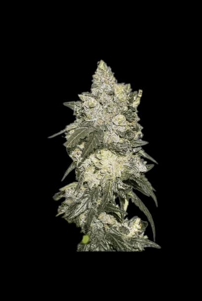 Nuclear Cookies cannabis seeds packaging — Royal King Seeds Australia