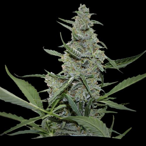 Nuken cannabis seeds packaging — Royal King Seeds Australia