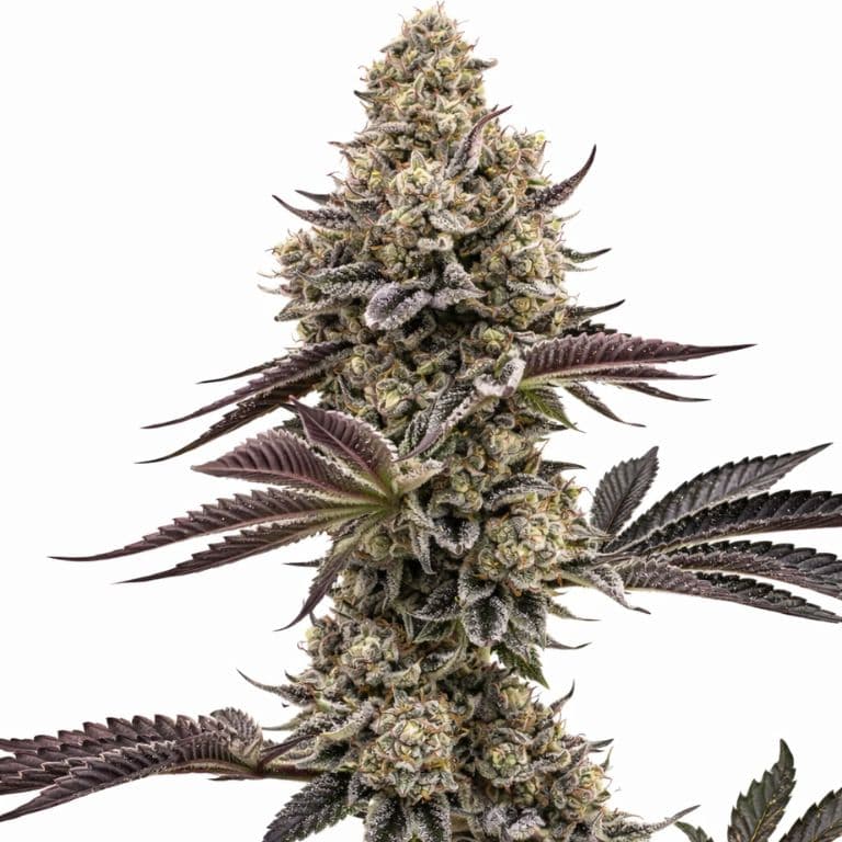 Nutter cannabis seeds packaging — Royal King Seeds Australia