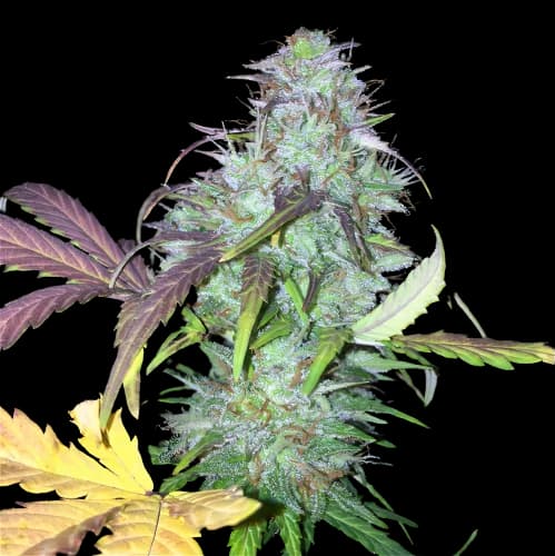 NY-47 cannabis seeds packaging — Royal King Seeds Australia