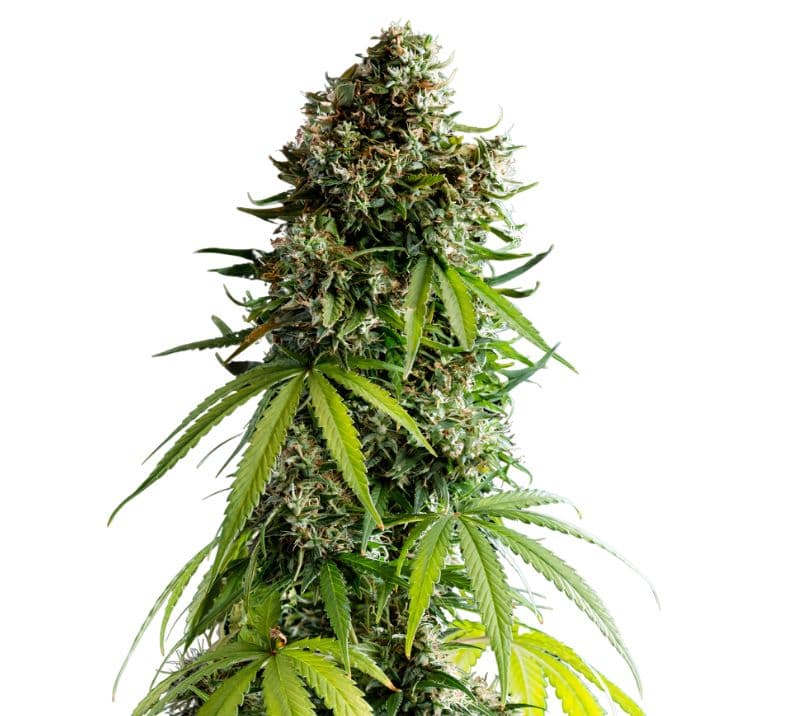 NYC Sour Diesel cannabis seeds packaging — Royal King Seeds Australia